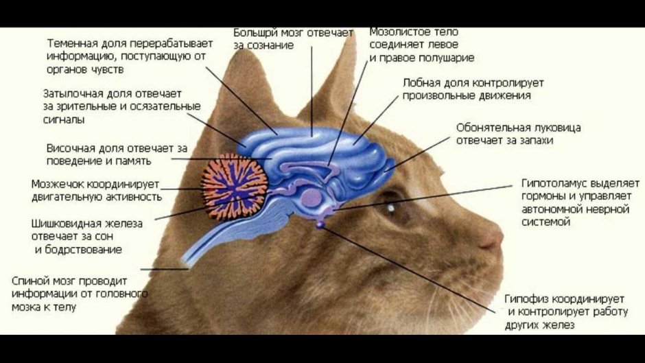 Лалиса Манобан коты
