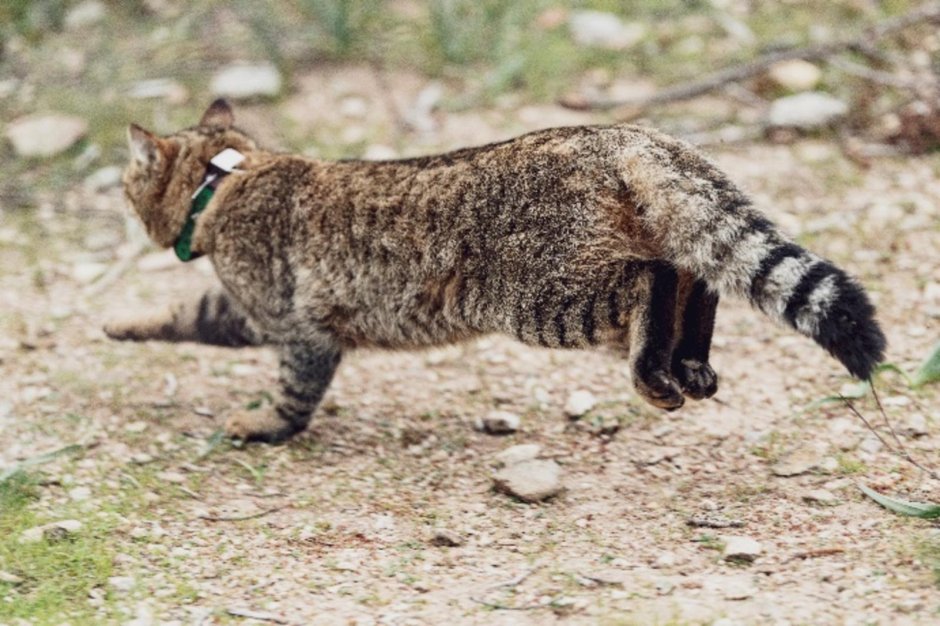 Сомалийская кошка