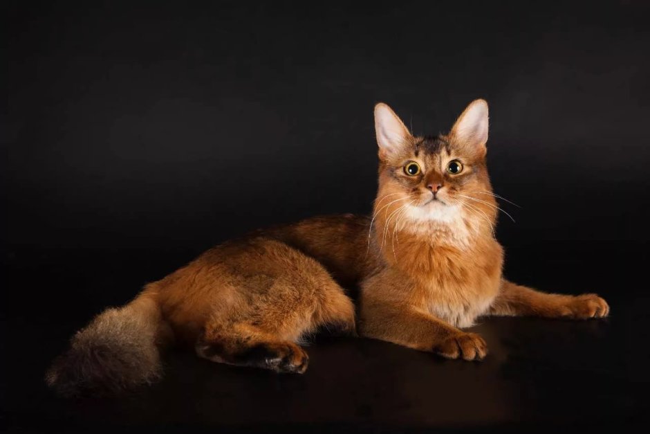 Корсиканская кошка