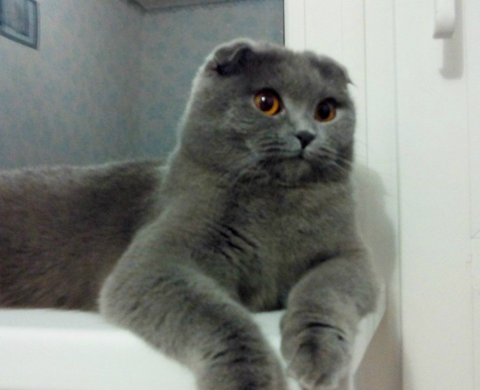 Скоттиш фолд вислоухий дымчатый