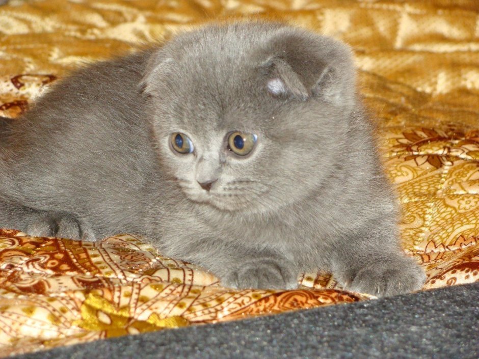 Дымчатый шотландский вислоухий котенок
