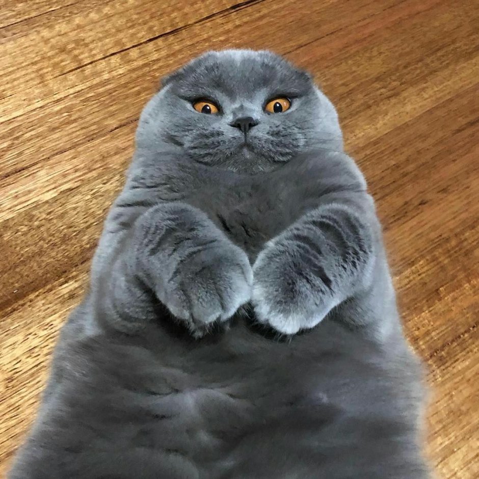 Шотландская скоттиш фолд дымчатый