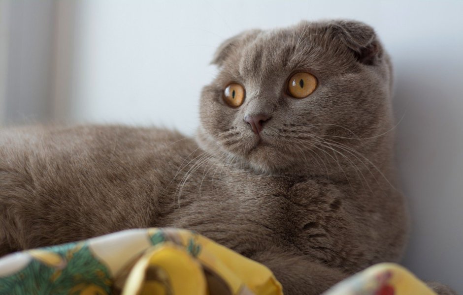 Шотландская кошка
