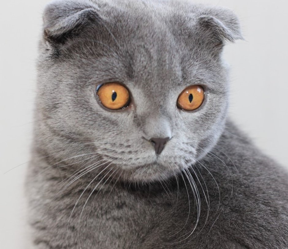 Шотландский вислоухий котенок серый