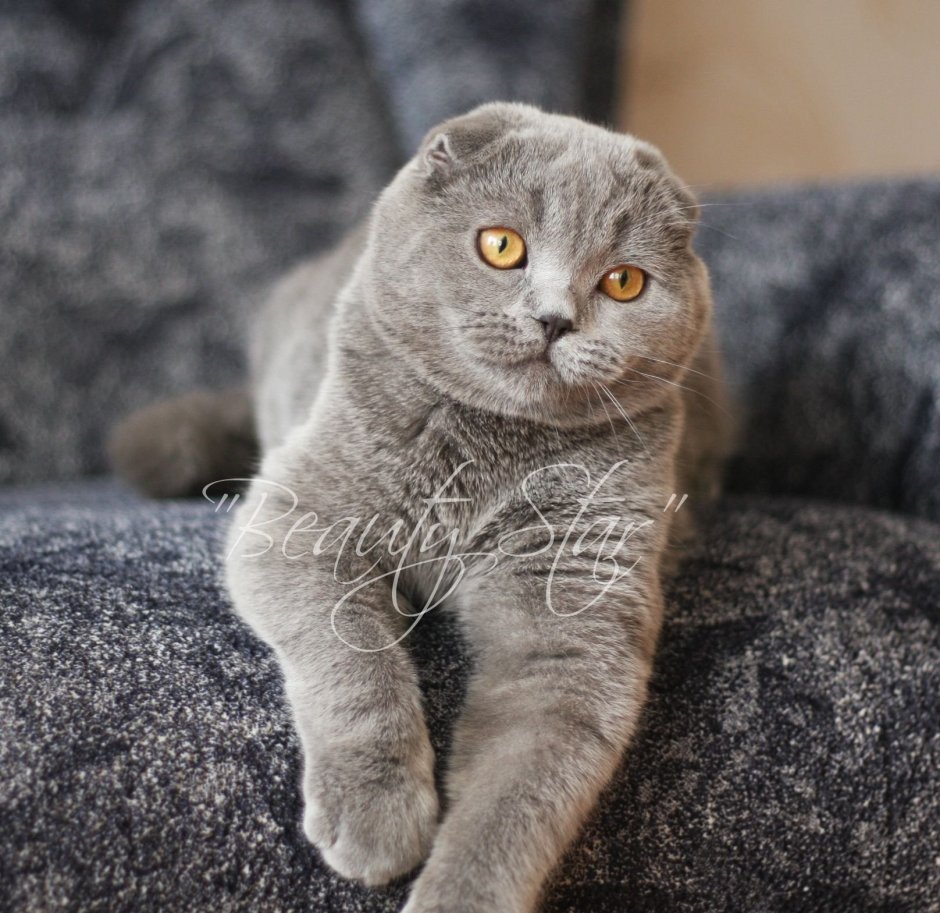 Шотландский вислоухий кот серый