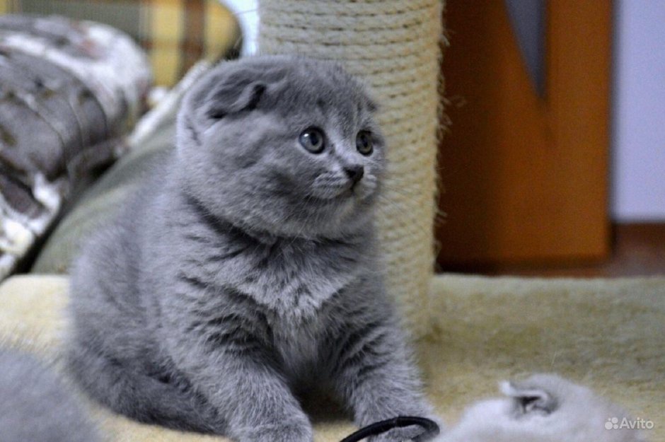 Британский вислоухий кот горбатый