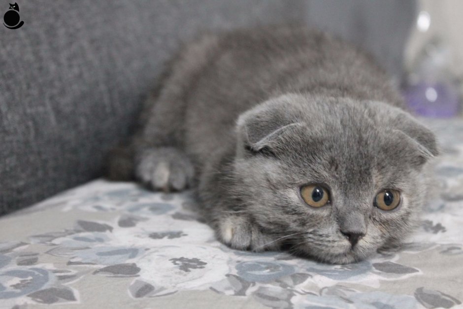 Шотландский вислоухий кот серый