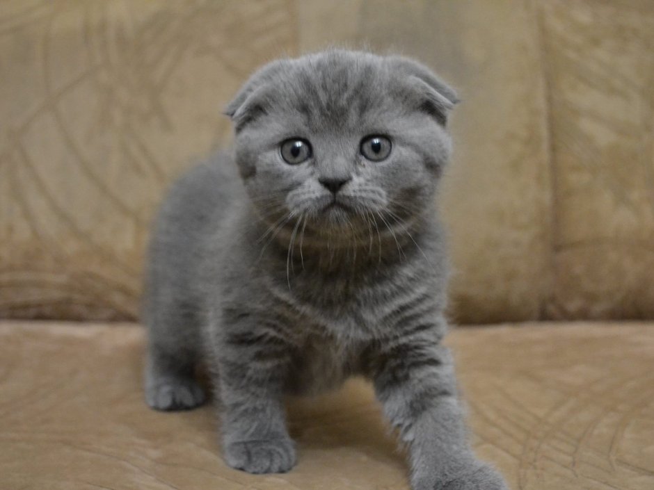 Шотландская вислоухая кошка серо голубая