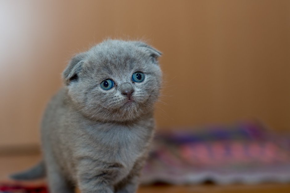 Шотландская вислоухая кошка