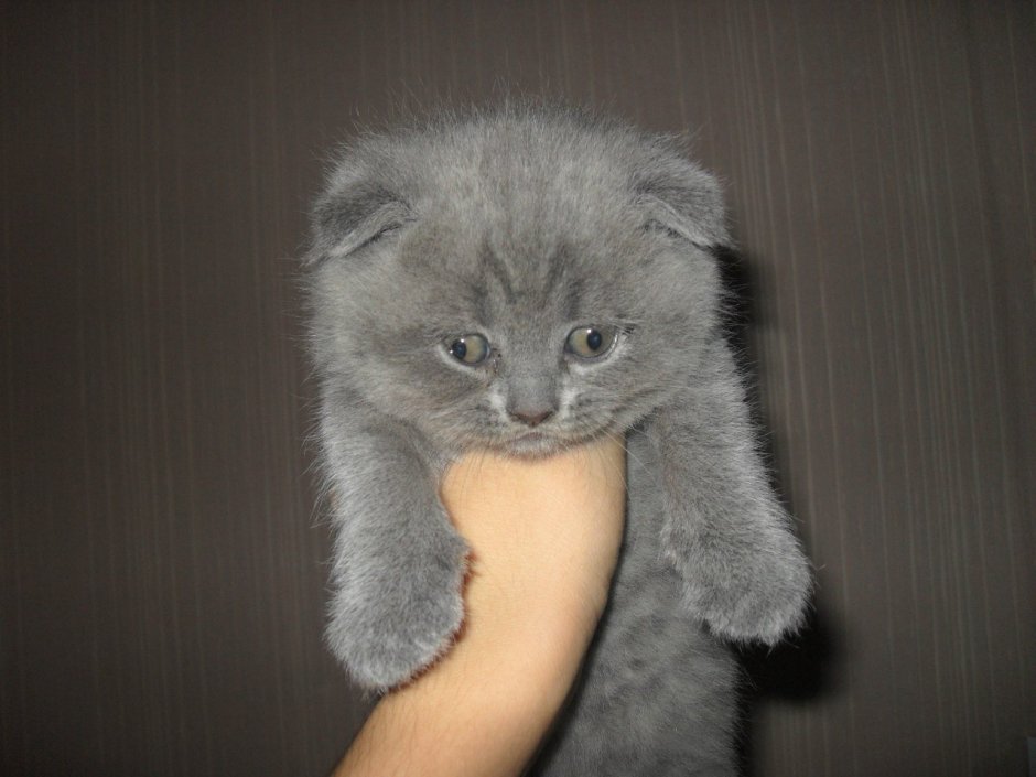Скоттиш фолд котята