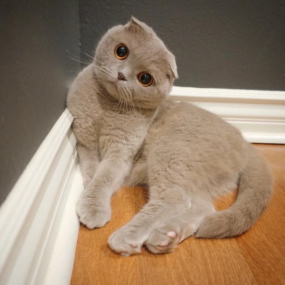 Шотландский вислоухий кот голубой