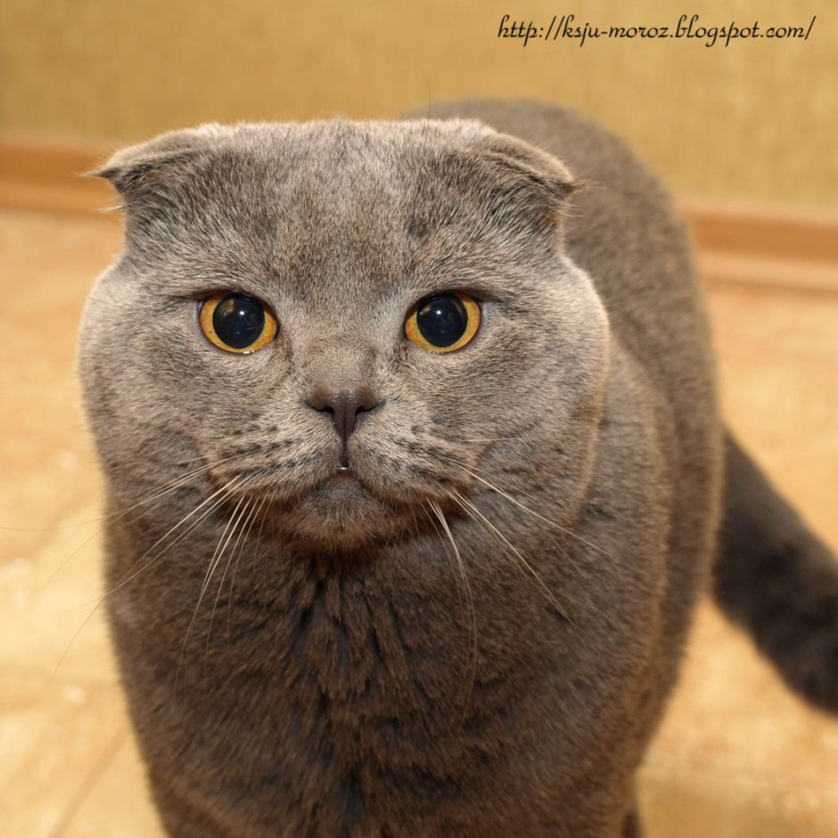 Шотландский вислоухий кот Барсик