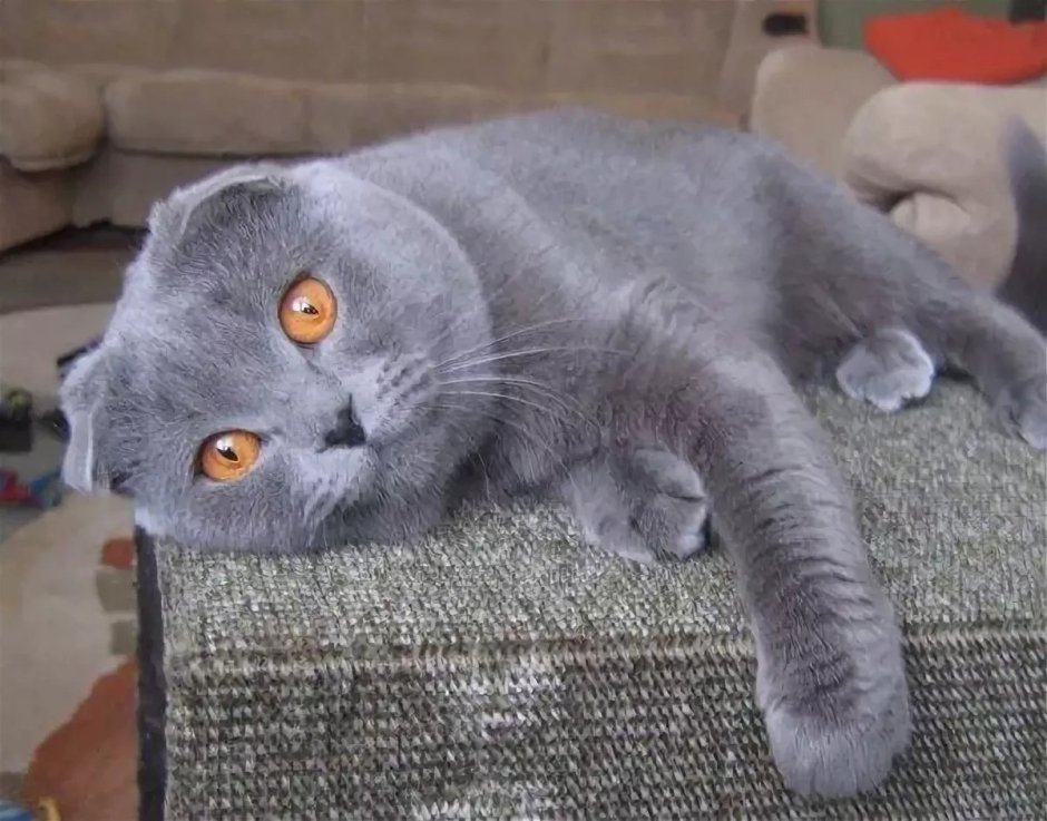 Британский кот вислоухий серый