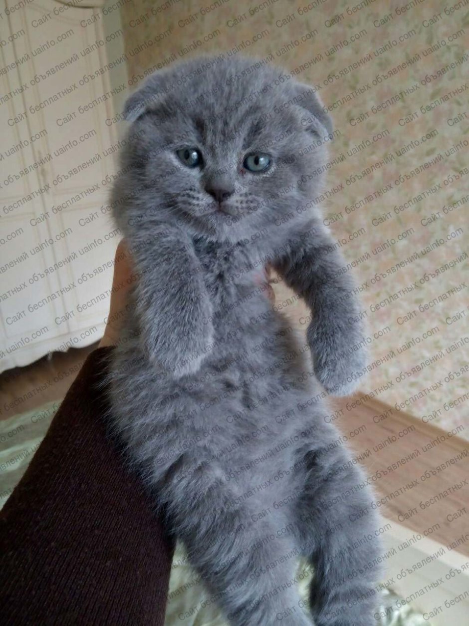 Вислоухие котята шотландцы голубые