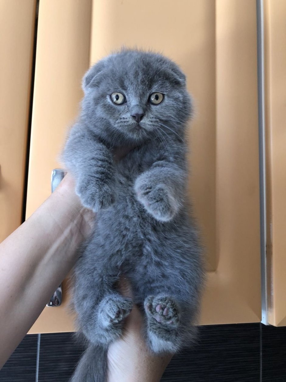 Шотландский скоттиш фолд голубой