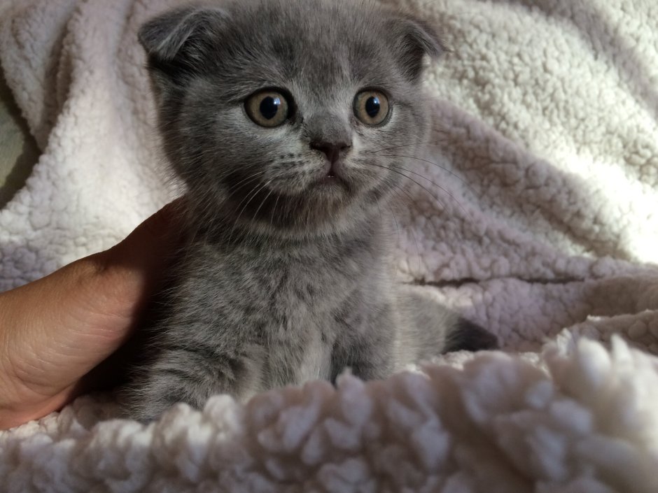 Злой шотландский кот вислоухий