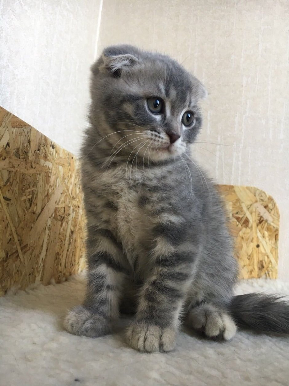 Дымчатый вислоухий котенок