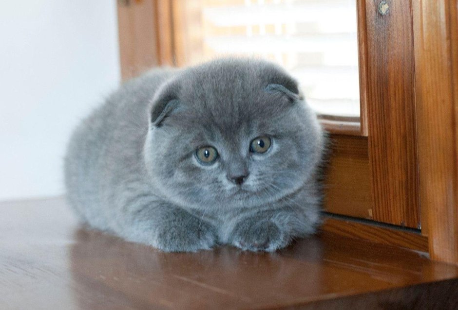 Шотландец скоттиш фолд чёрный