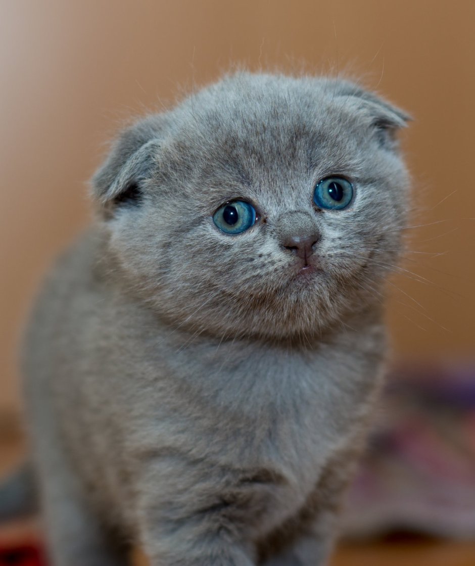 Британец котенок вислоухий дымчатый
