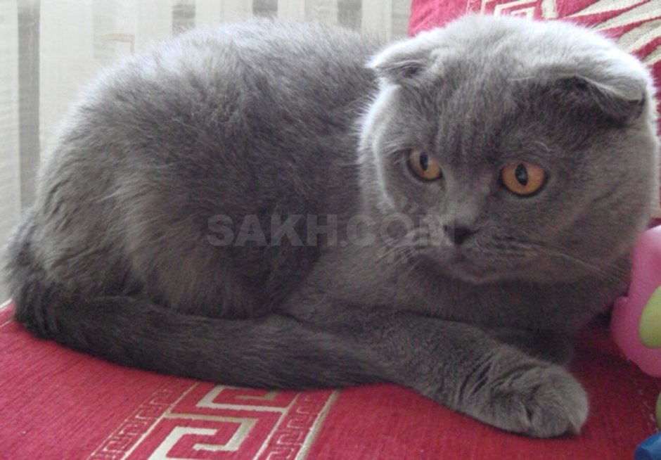 Шотландский вислоухий кот дымчатый