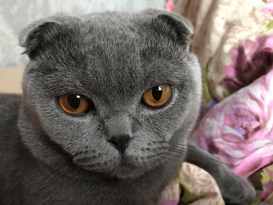 Коты скоттиш страйт вислоухие