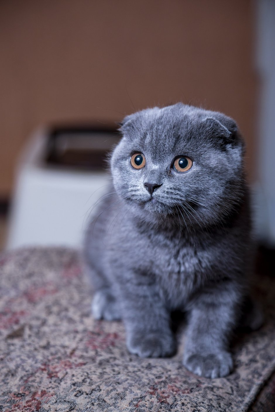 Голландская кошка вислоухая
