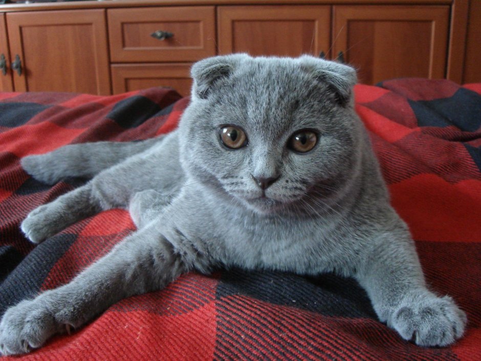 Шотландский вислоухий кот серый