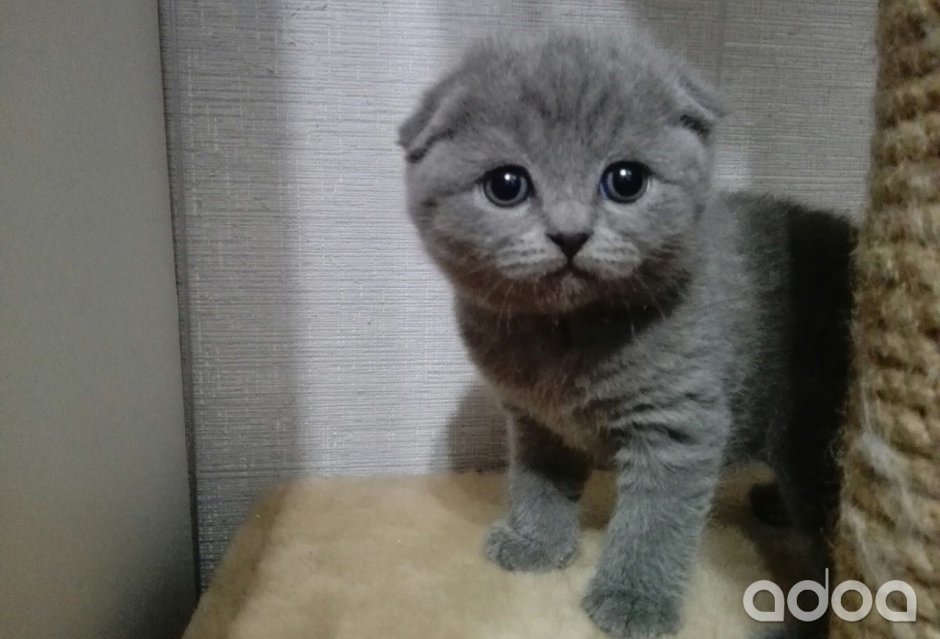 Шотландская вислоухая кошка голубая