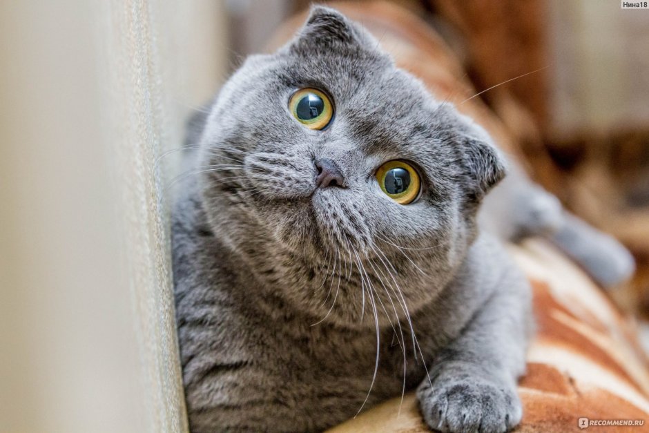 Шотландская вислоухая кошка