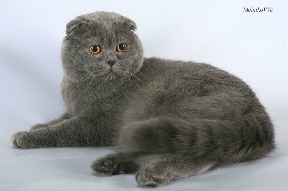 Шотландская вислоухая кошка