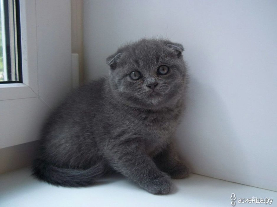 Шотландские вислоухие коты