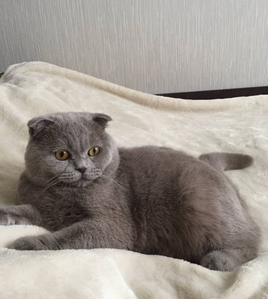 Дымчатый вислоухий котенок