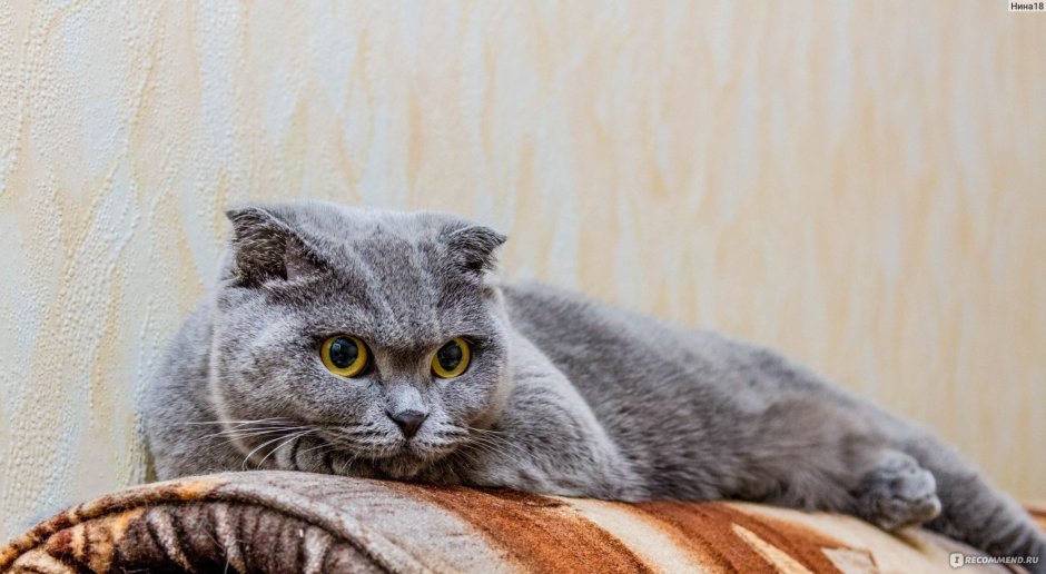 Скоттиш-фолд Шотландская вислоухая котята