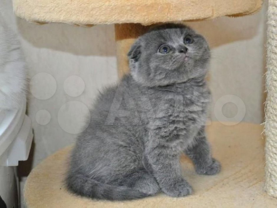 Шотландская вислоухая кошка девочка серая