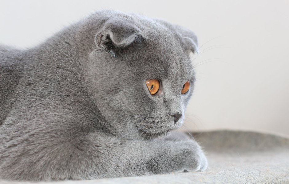 Вислоухий дымчатый кот