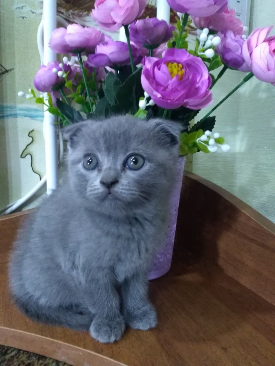 Скоттиш фолд котята серые