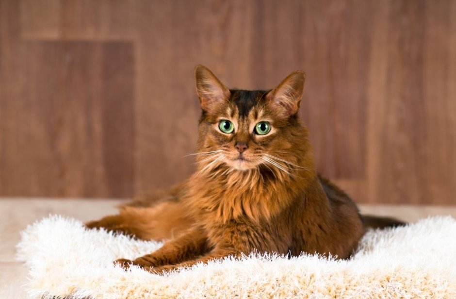Абиссинская и Сомалийская кошка