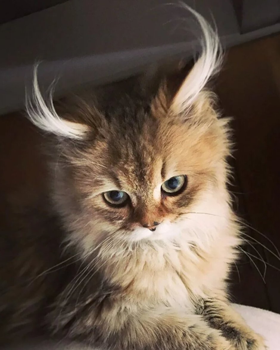 Самый красивый кот в мире