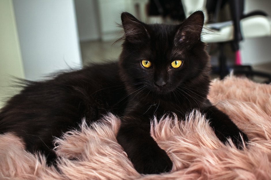 Коты арты