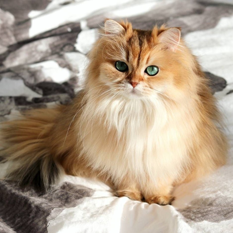 Светло коричневый котик