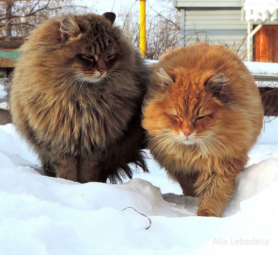 Каштановая Сибирская кошка