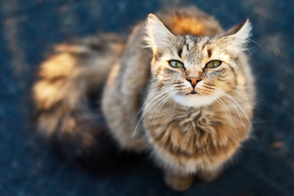 Сибирский кот черный