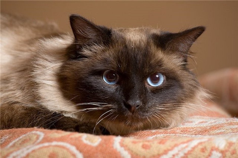 Норвежская длинношерстная Лесная кошка