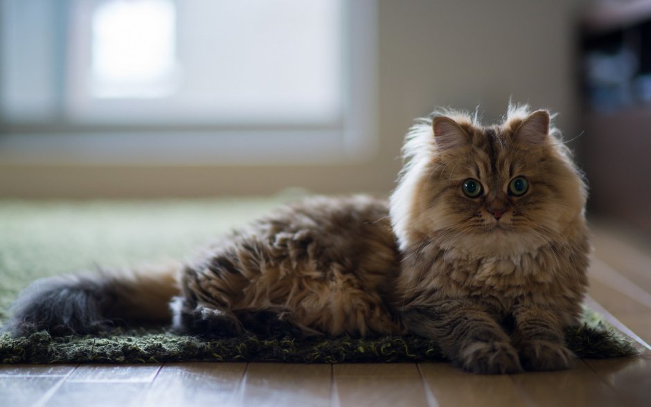 Черные пушистые коты
