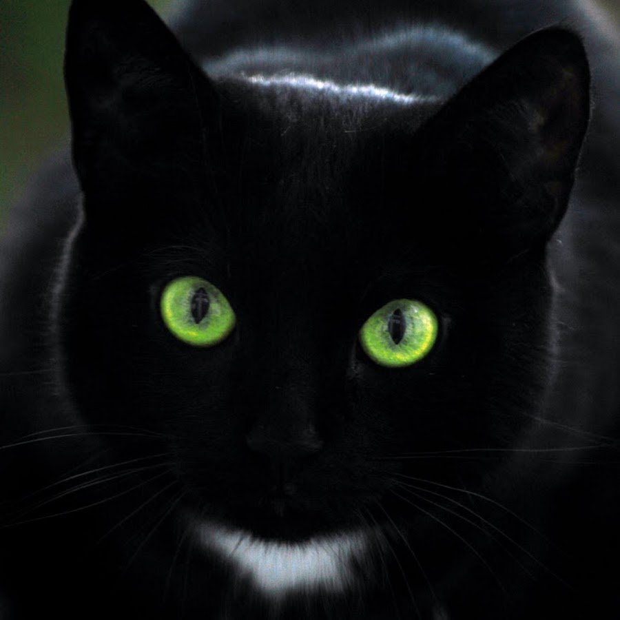 Бомбейская кошка