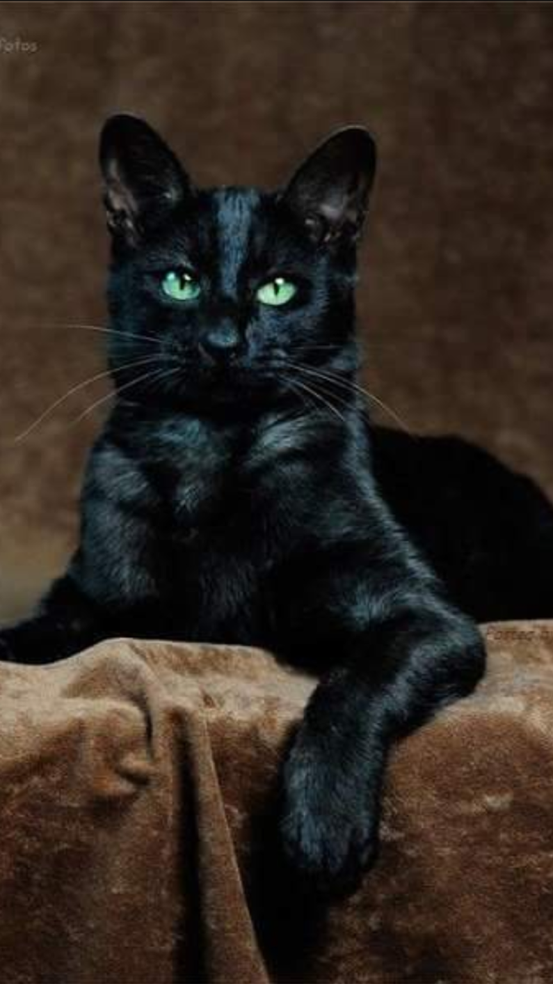 Бомбейская кошка американская