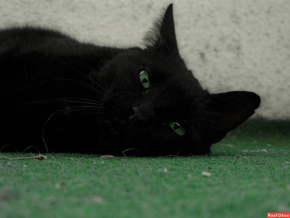 Чёрные коты с зелёными глазами