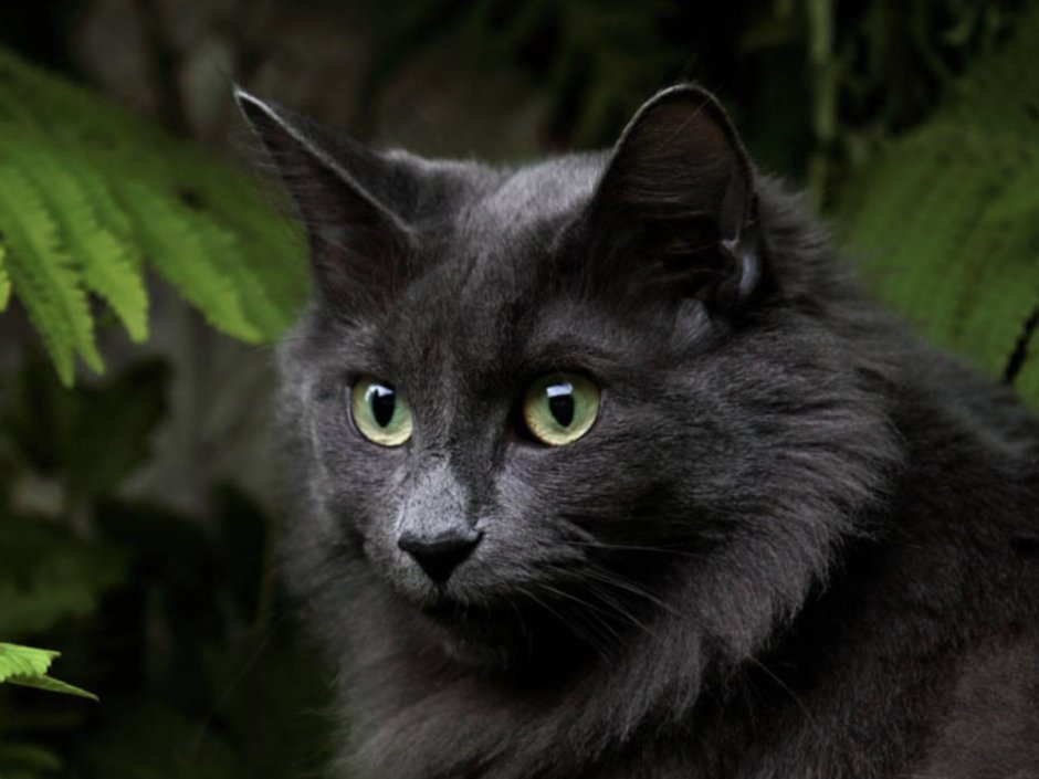 Порода кошек пантеретта