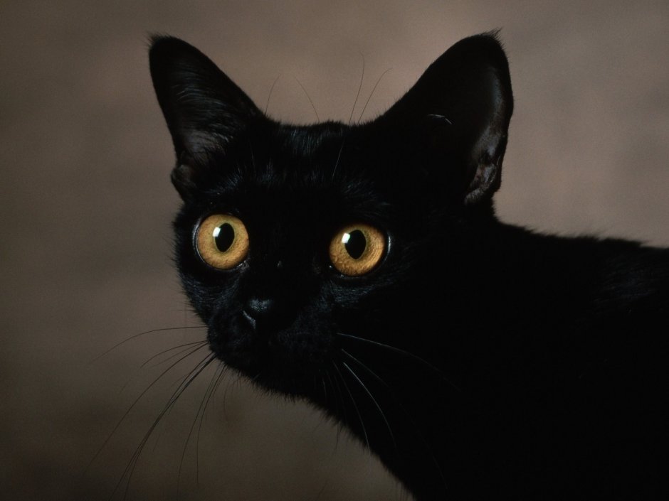 Европейская голубая короткошерстная кошка