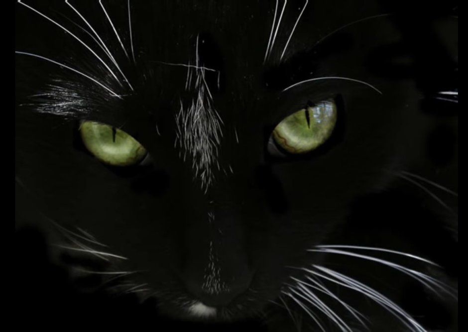 Сибирская длинношерстная кошка черная